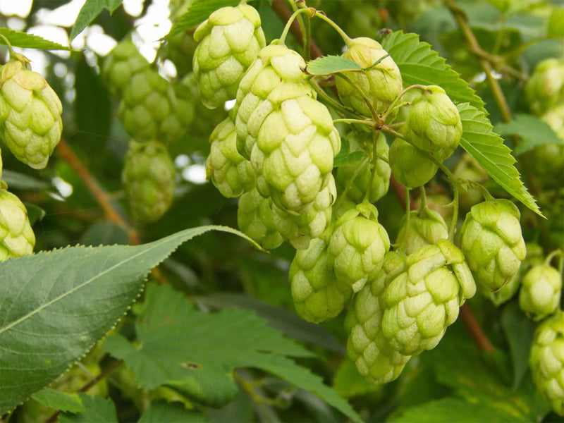 Pale grün humulus lupulus samen for anpflanzung – heirloom nongmo organic garten samen – hardy variety high germination
sale for anpflanzung in home garten