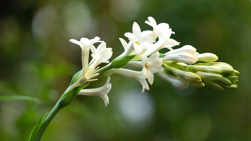 Weiß night scented aufflowerssamen samen for fragrant blooms