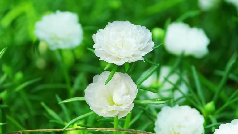 Semillas de flores suculentas blancas para siembra, respetuosas con los polinizadores, variedad tradicional y sin ingeniería genética, semillas para el jardín doméstico