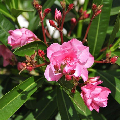 Variedad tradicional Laurel, semillas de flores para sembrar, ideales para parterres, variedad tradicional y sin ingeniería genética, semillas para el jardín doméstico