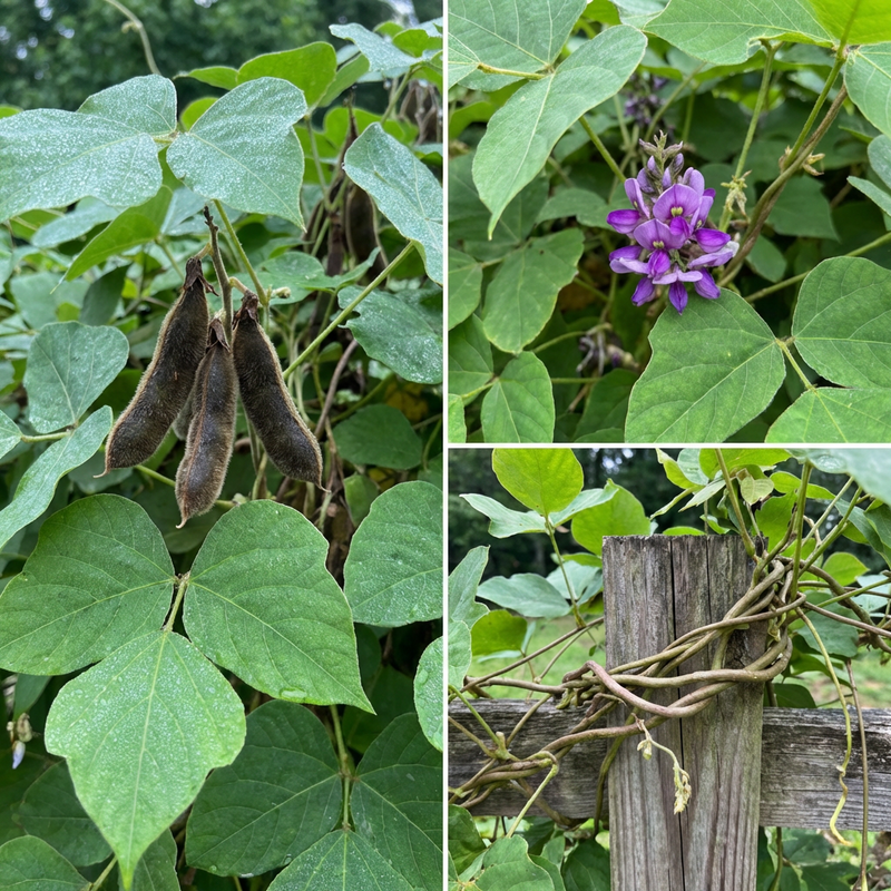 Graines de vigne de kudzu Pueraria lobata pour la culture traditionnelle au jardin et la couverture paysagère