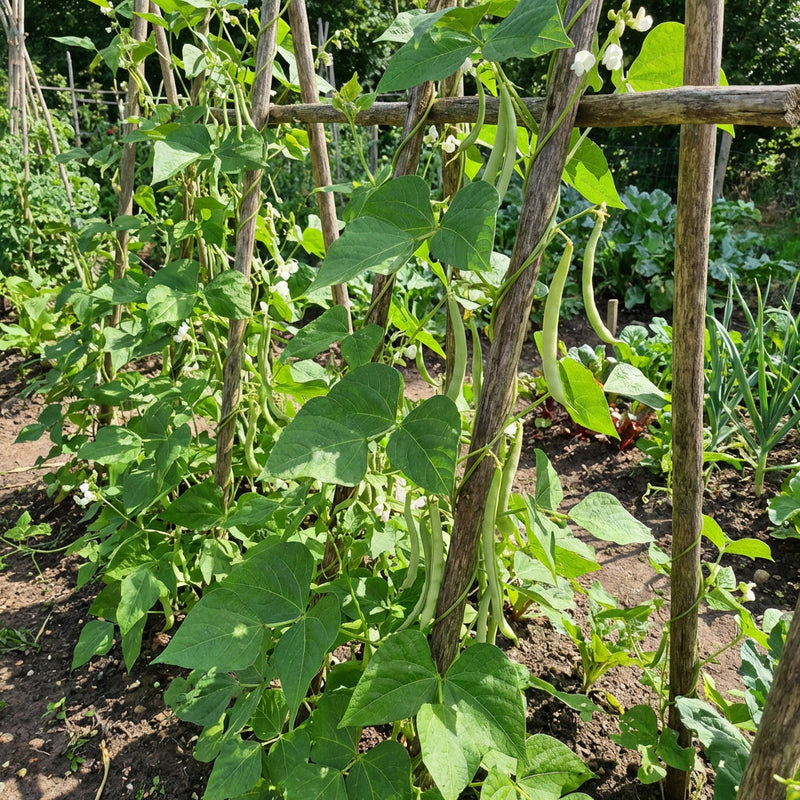 Semillas de judía teparia blanca para plantar: tradicionales, no transgénicas, de alta germinación, semillas ecológicas para el huerto, para judías resistentes a la sequía