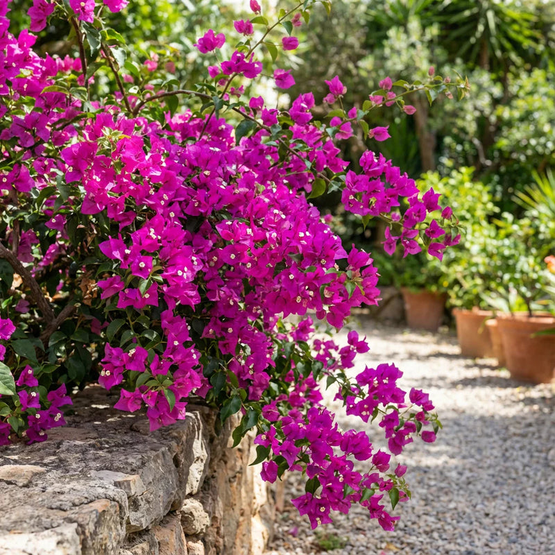 Rosa Buganvilla semillas de flores para siembra flores luminosas variedad tradicional y sin ingeniería genética semillas para jardín doméstico