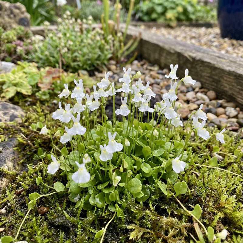 Semillas de flores de Utricularia para sembrar – esenciales para el jardín de campo – variedad tradicional y semillas sin ingeniería genética para el jardín doméstico