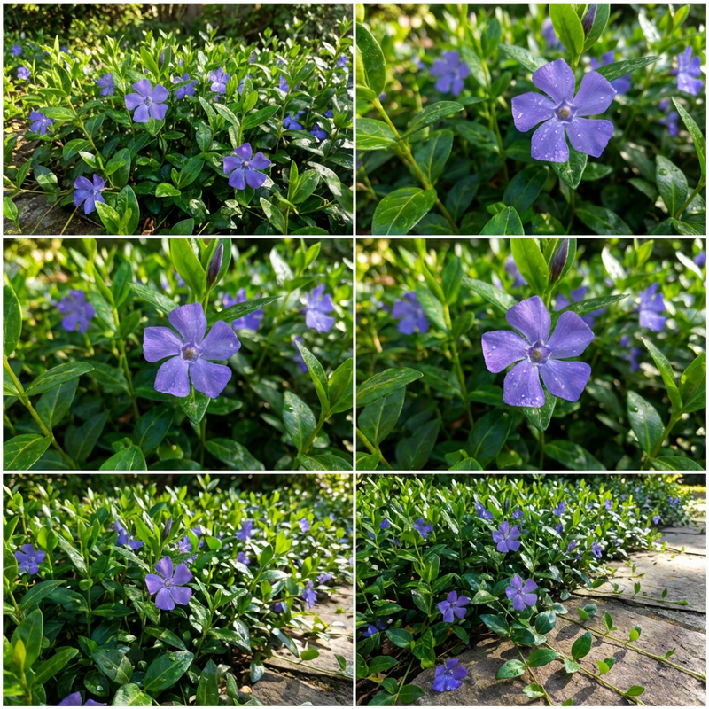 Vinca minor semillas de flores semisombra jardines y cubresuelos siembra