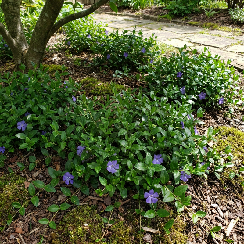Vinca minor semillas de vinca semisombra jardín cubresuelos uso