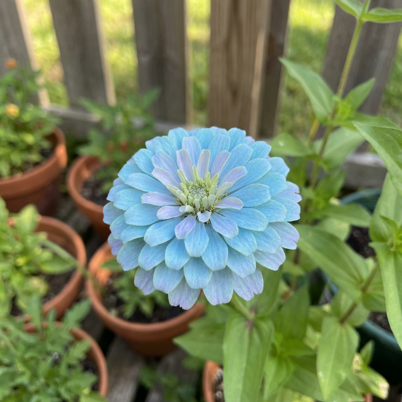 Semillas de zinnia celeste para sembrar – variedad tradicional – sin organismos modificados genéticamente – germinación, semillas para jardines ecológicos