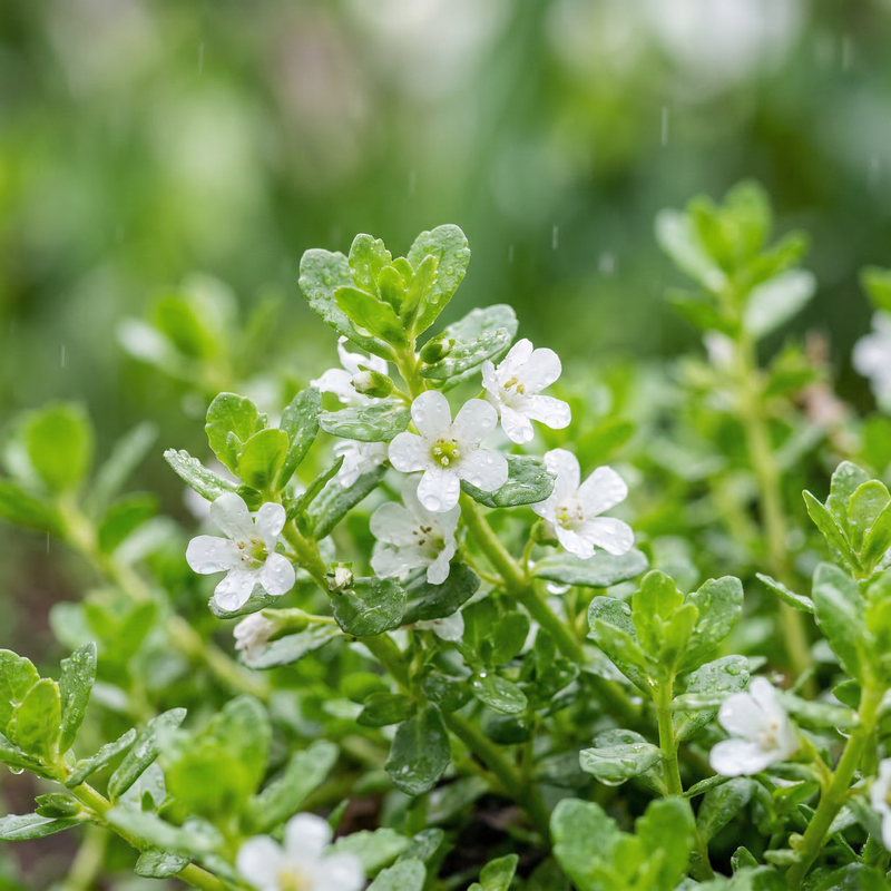 Semillas de brahmi (Bacopa monnieri) – Semillas de hierba para cultivar en el jardín