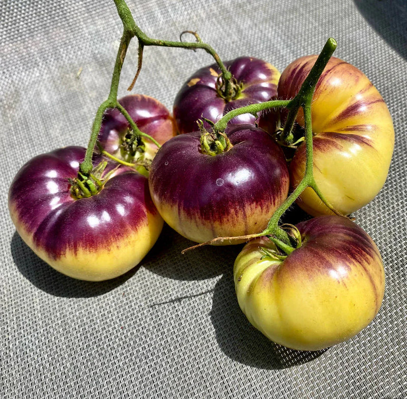Fresh gelbe and schwarze tomatoes ready für kitchen use