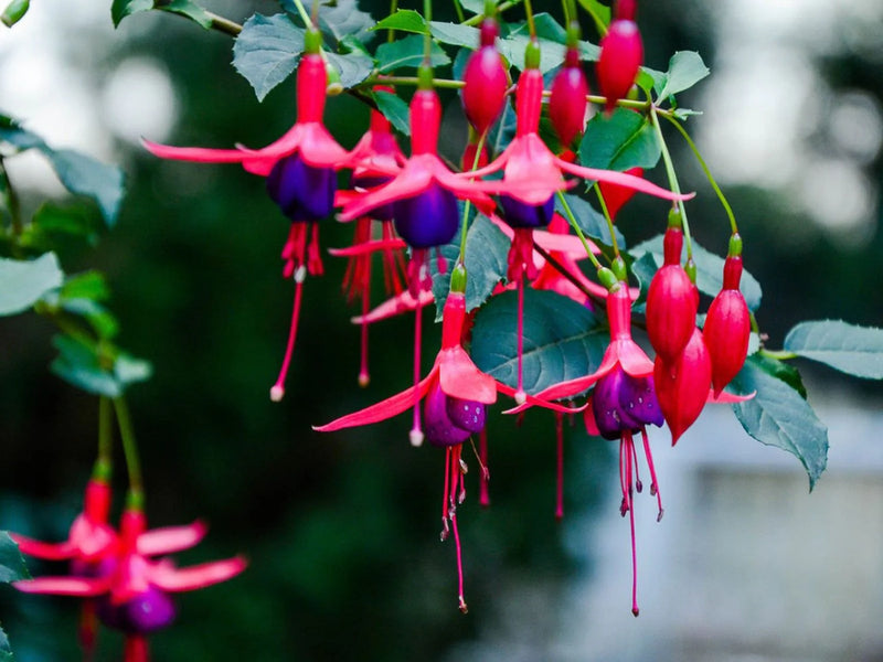 Semillas de flores Weeping rosa para sembrar: realce su jardín