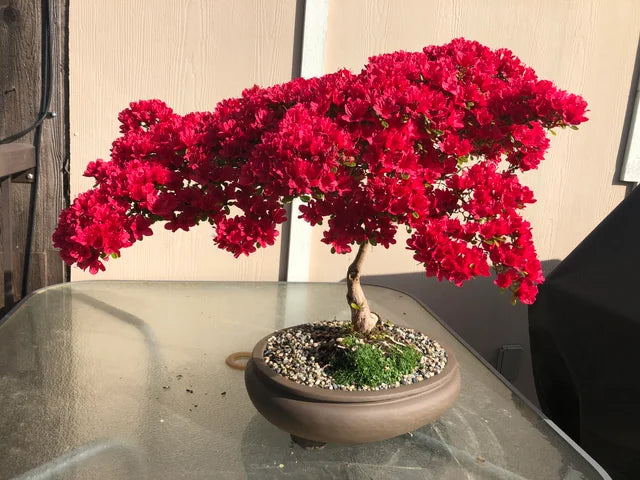 Graines de fleurs de bonsaï rouge à semer