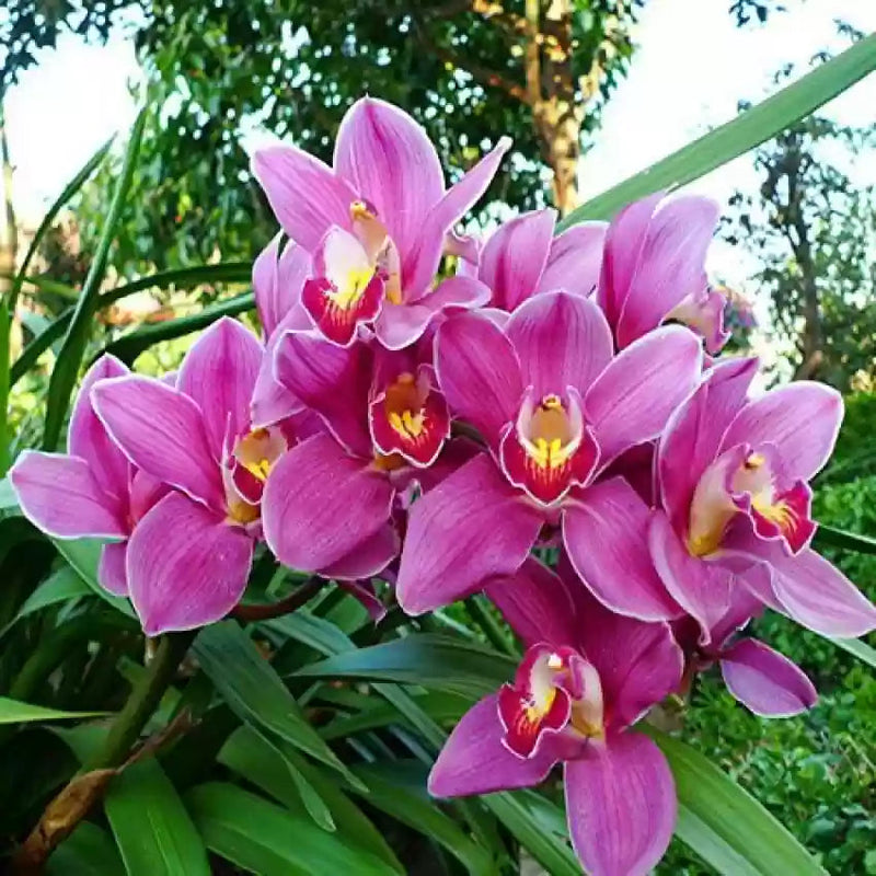 Rosa cymbidium orchid blume samen for anpflanzung - drought tolerant, heirloom & gmo free samen for home garten
sale samen for home garten