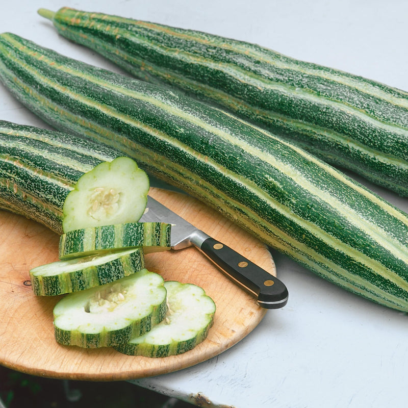 Striped armenian cucumber pflanzen in garten