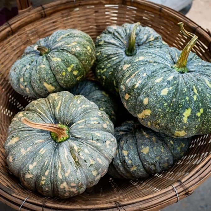 Rican pumpkin pflanzen wachsend in garten
