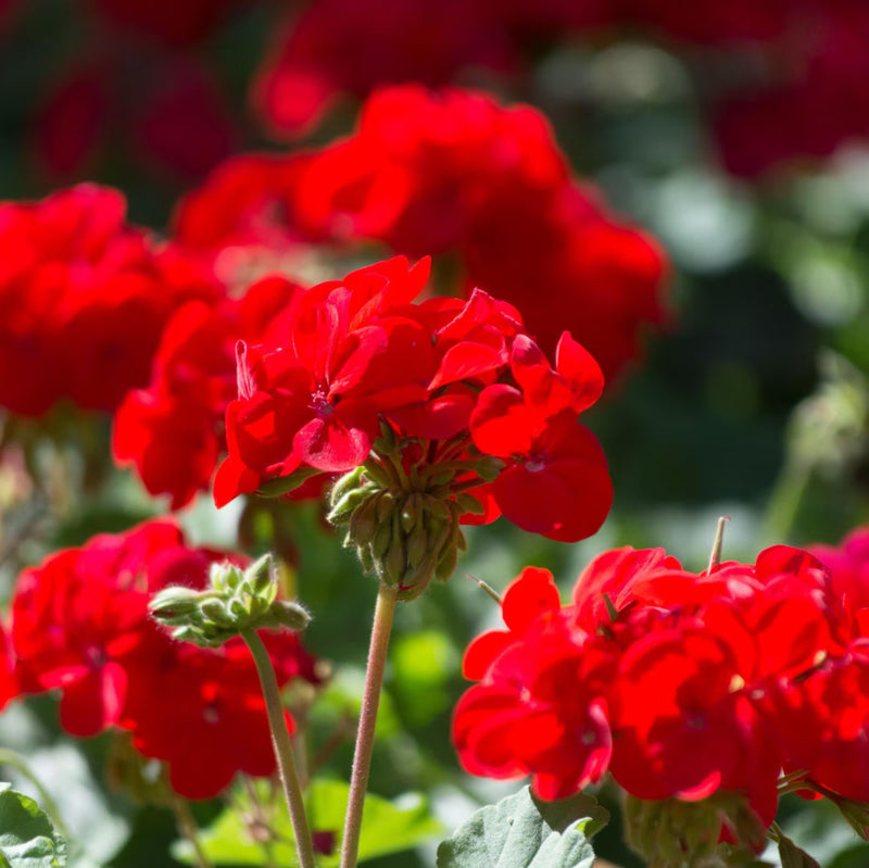 Geranio rosa y rojo, semillas de flores para sembrar, crecimiento compacto, variedad tradicional y sin OMG, semillas para huerto doméstico