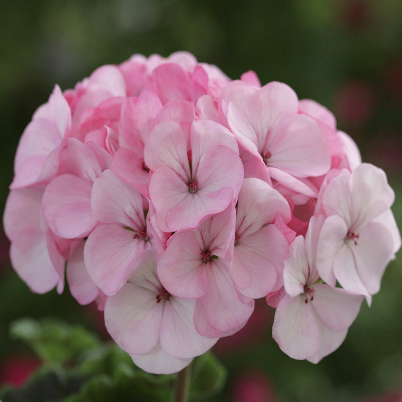Pale rosa geranium blume samen for anpflanzung - long bloom season, heirloom & gmo free samen for home garten
sale for anpflanzung in home garten