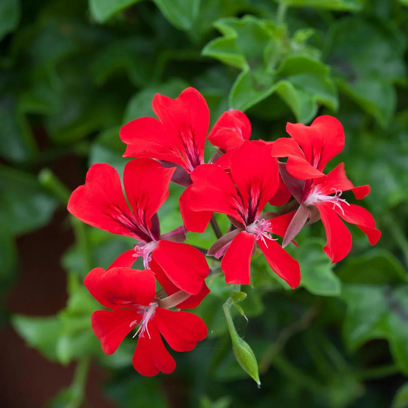 Pelargonium (pelargonium peltatum) samen for anpflanzung in home garten