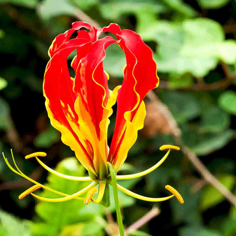 Graines de Gloriosa rothschildiana rouges et jaunes à semer – fleurs parfumées – variété traditionnelle et sans OGM, graines pour jardin familial