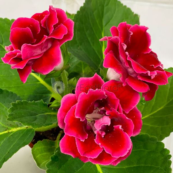 Gloxinia brésilienne rouge, graines de fleurs à semer, fleur coupée appréciée, variété traditionnelle sans OGM, graines pour jardin familial