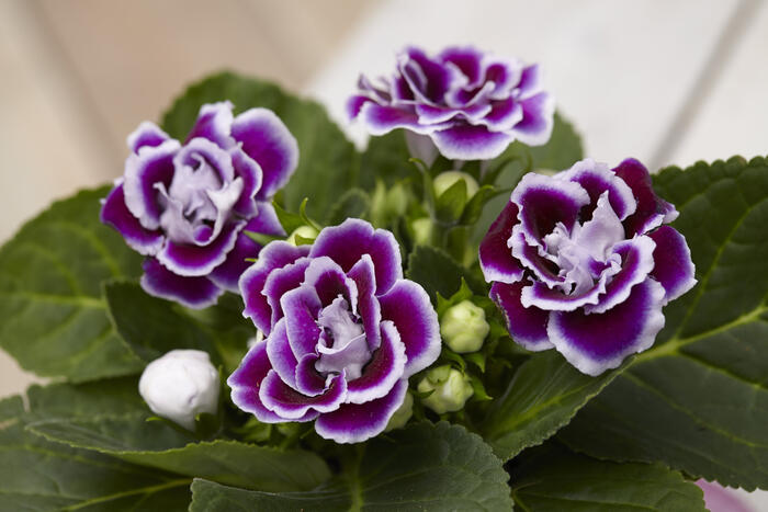 Graines de gloxinia rouge aux fleurs abondantes, semis facile