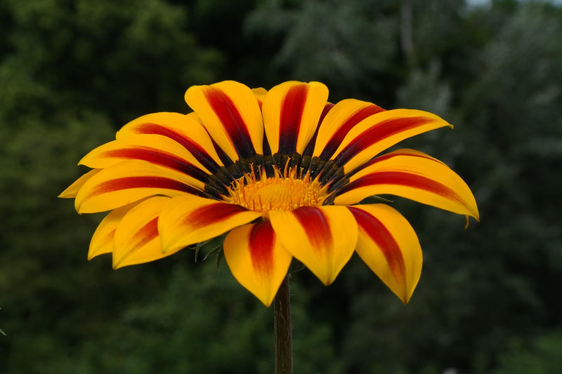 Graines de gazania rouge et jaune à semer