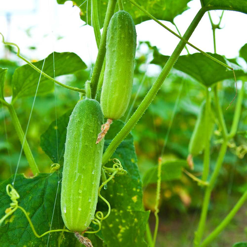 Grüne cucumber variety samen für home gardens