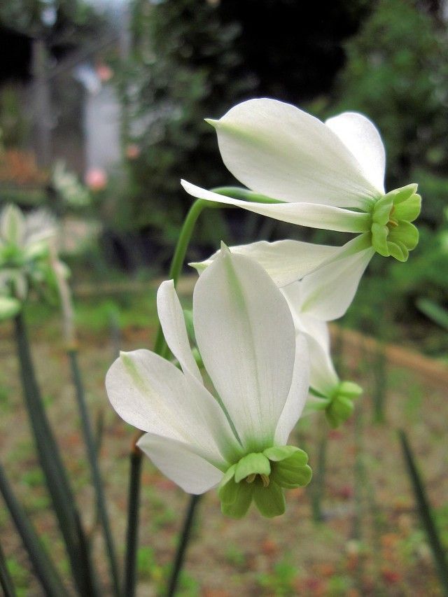 Grün and weiß narcissus blume samen for anpflanzung