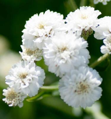 Variedad tradicional Gypsophila paniculata semillas de flores para siembra floración prolongada variedad tradicional y sin transgénicos semillas para jardín doméstico