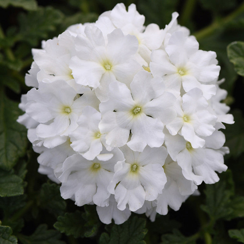 Hanging basket with weiß verbena blumen