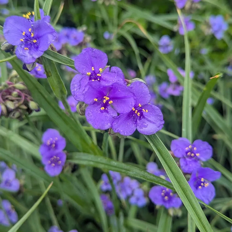 Hardy tradescantia spiderwort samen for anpflanzung