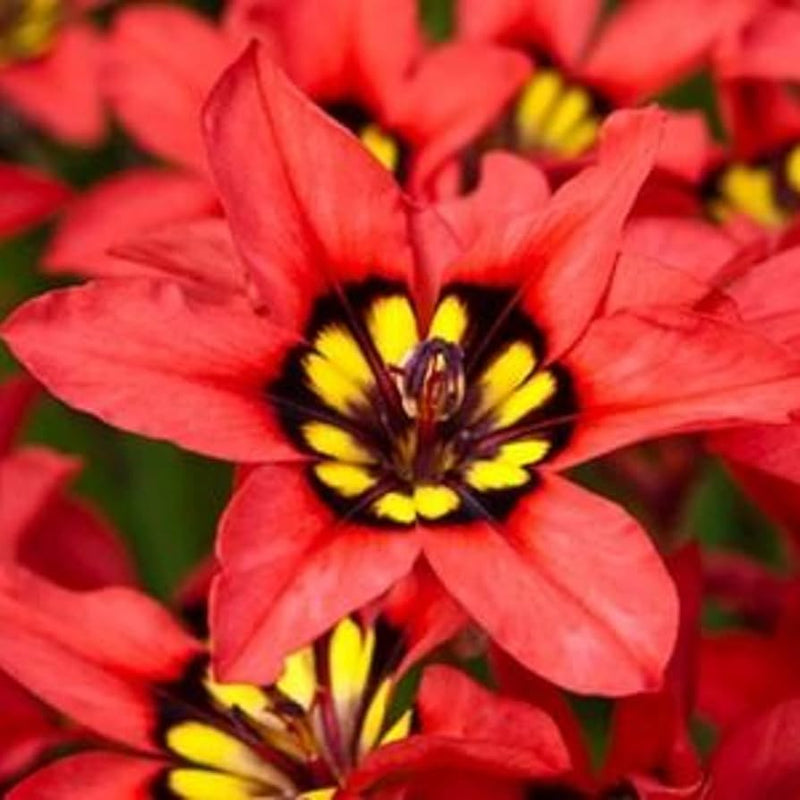 Harlequin blume rot & gelb variety in full bloom