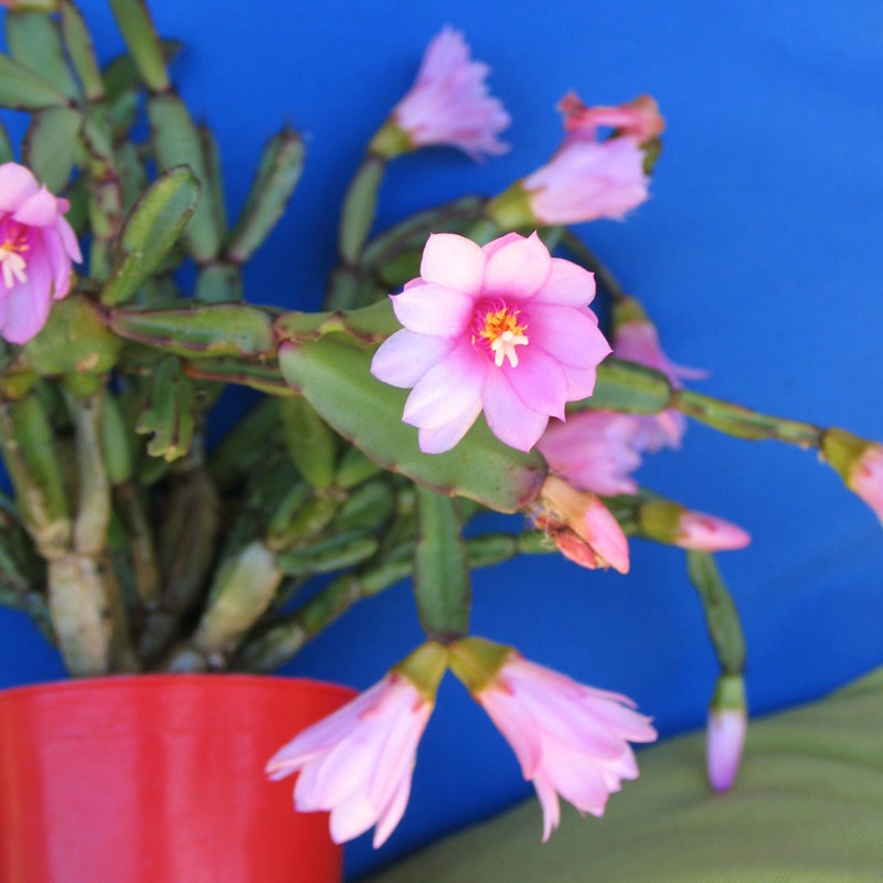 Semillas de flores rosas de Hatiora rosea para sembrar: semillas de flores perennes