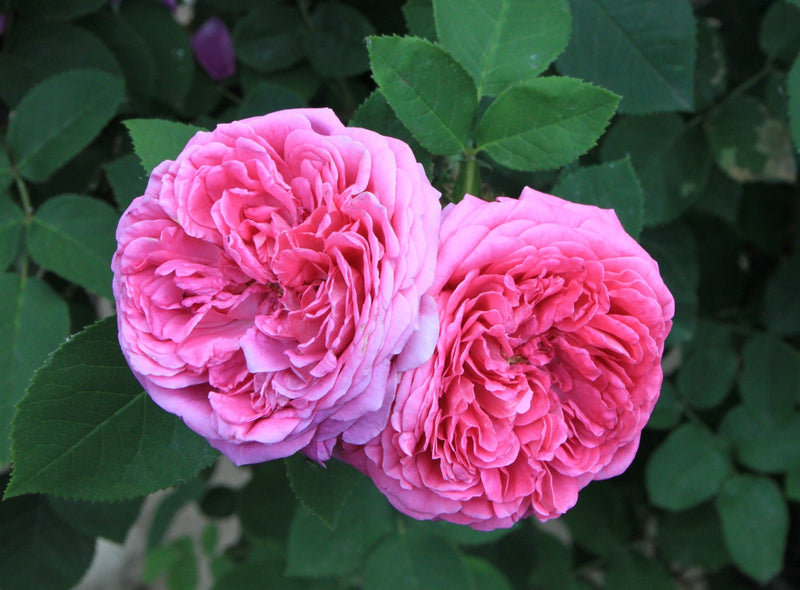 Damask rose samen for trellises and garten beds