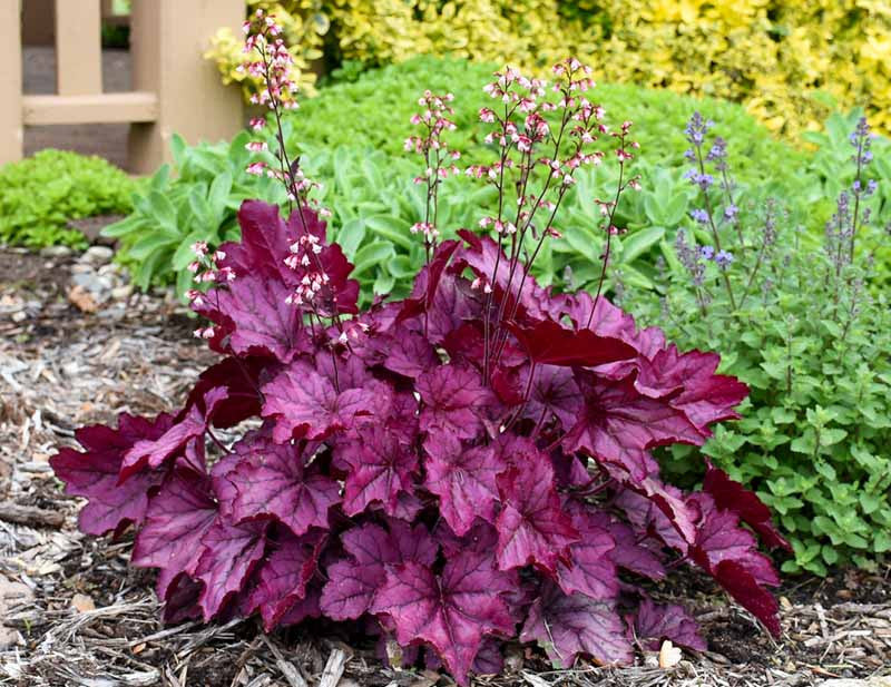 Semillas de heuchera rosa para sembrar: plantas perennes para jardín