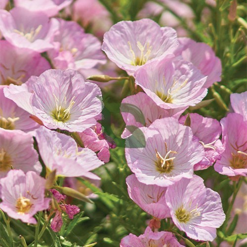 Rosa EveningScented Hausgarten Blumensamen zur Aussaat leuchtend Traditionssorte & ohne Gentechnik Samen Hausgarten