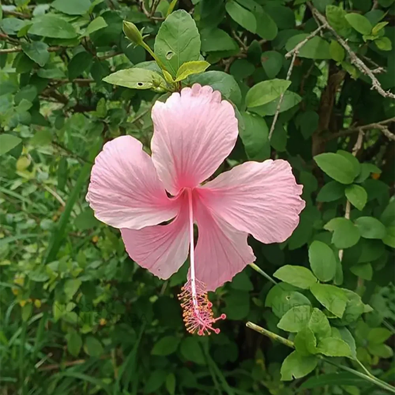 Semillas de flores de hibisco rosa para siembra, crecimiento compacto, variedad tradicional y sin ingeniería genética, semillas para el jardín doméstico