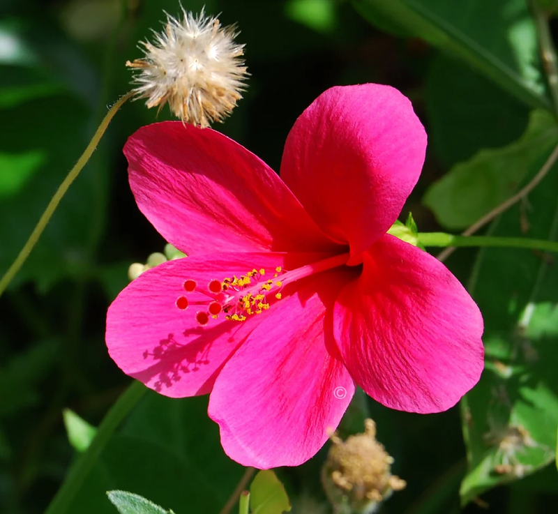 Semillas de flores de hibisco rosa para siembra, temporada de floración prolongada, variedad tradicional y sin ingeniería genética, semillas para el huerto doméstico