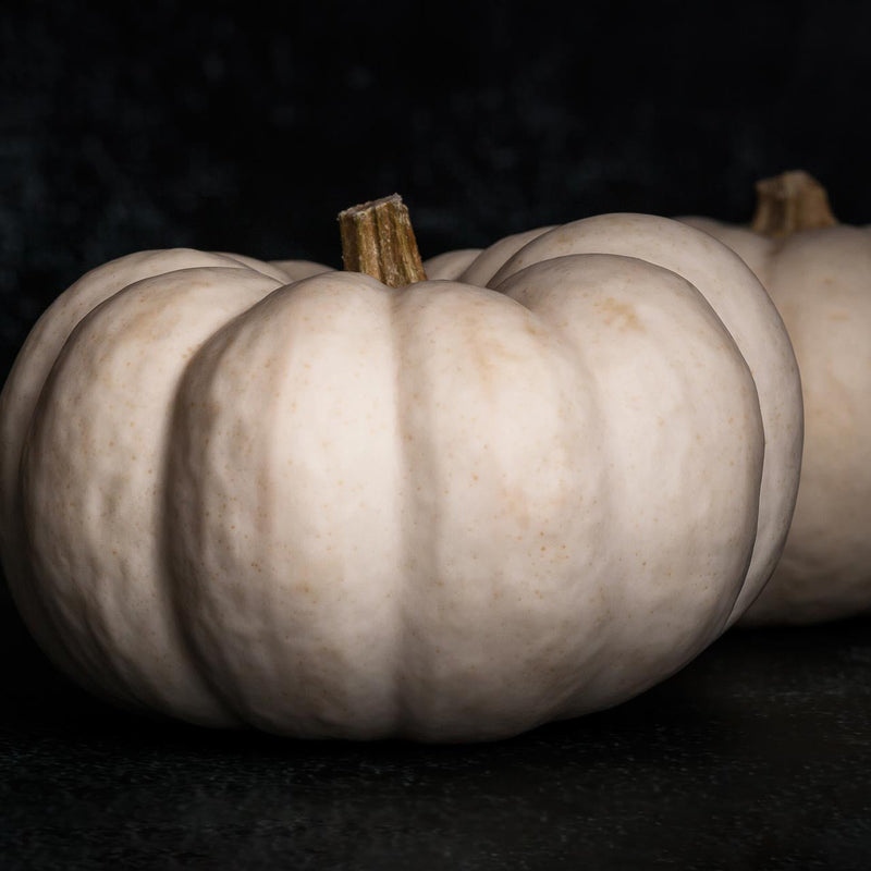 High germination valencia weiße pumpkin samen