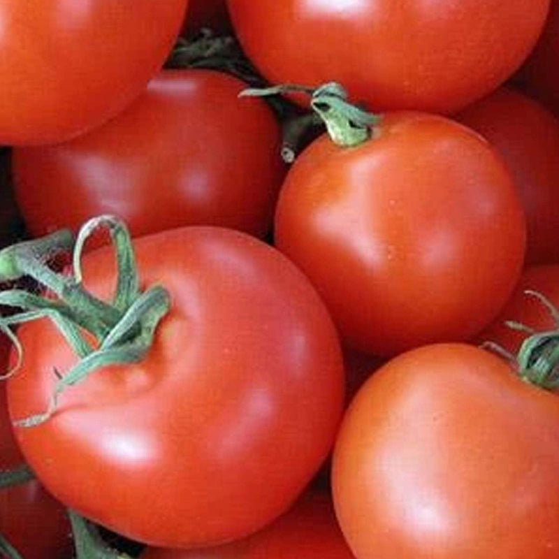 Traditionelle homestead tomato samen für aussaat
