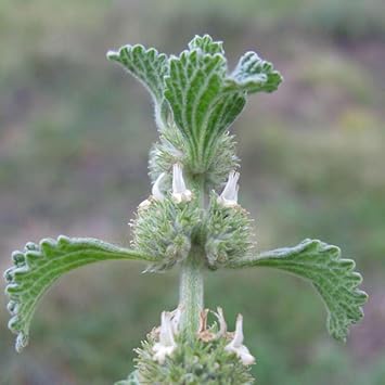 Horehound Pflanze Samen for Easy Garten Aussaat