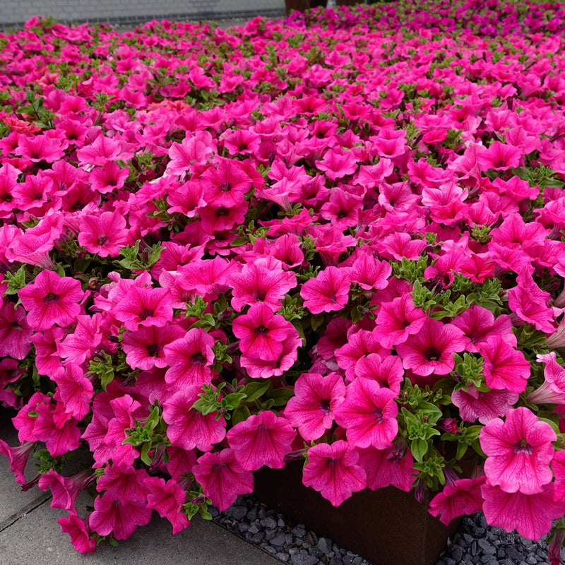 Variedad tradicional de Surfinia, semillas de flores para siembra, amante del sol, variedad tradicional y sin transgénicos, semillas para el jardín doméstico