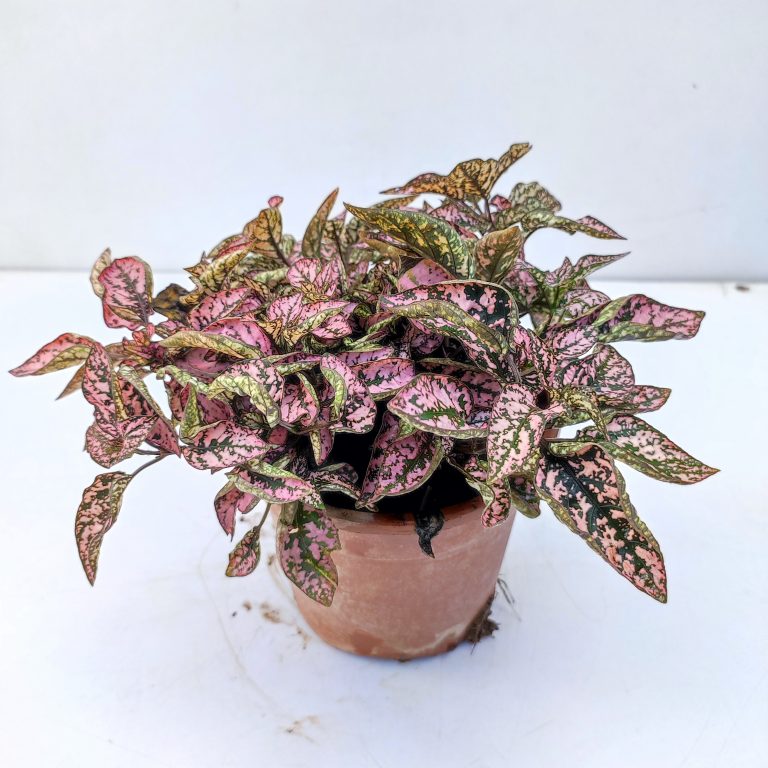Semillas de Hypoestes rosa para siembra – amante del sol – variedad tradicional y semillas no transgénicas para el jardín doméstico