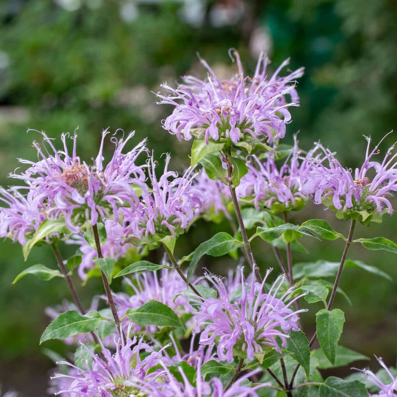 Violet bergamot blume samen for anpflanzung - hardy variety, heirloom & gmo free samen for home garten
sale for anpflanzung in home garten