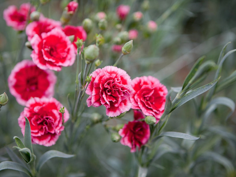 Semillas de flores de clavel rojas y blancas para sembrar