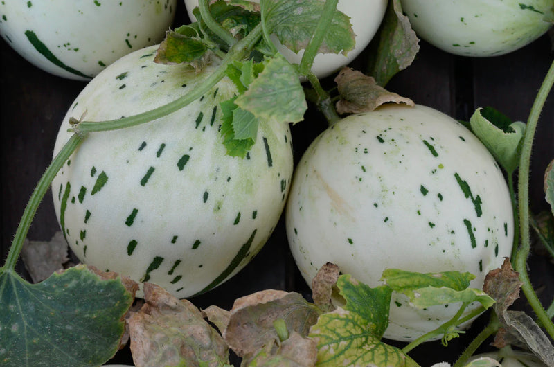 Semillas de melón White Leopard para plantar - Semillas para cosechas únicas y sabrosas en tu jardín