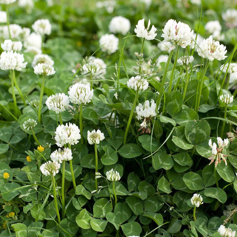 Semillas de flores de trébol blanco para siembra – flores luminosas – variedad tradicional y semillas sin ingeniería genética para el jardín doméstico