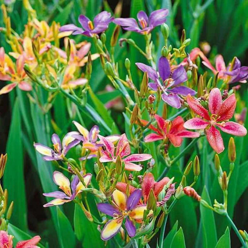 Pardancanda (pardancanda blume) samen for anpflanzung in home garten