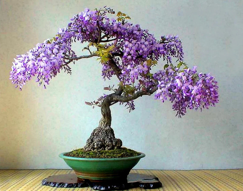 Violet simsii bonsai blume samen for anpflanzung garten favorite heirloom & gmo free samen for home garten
sale for anpflanzung in home garten
