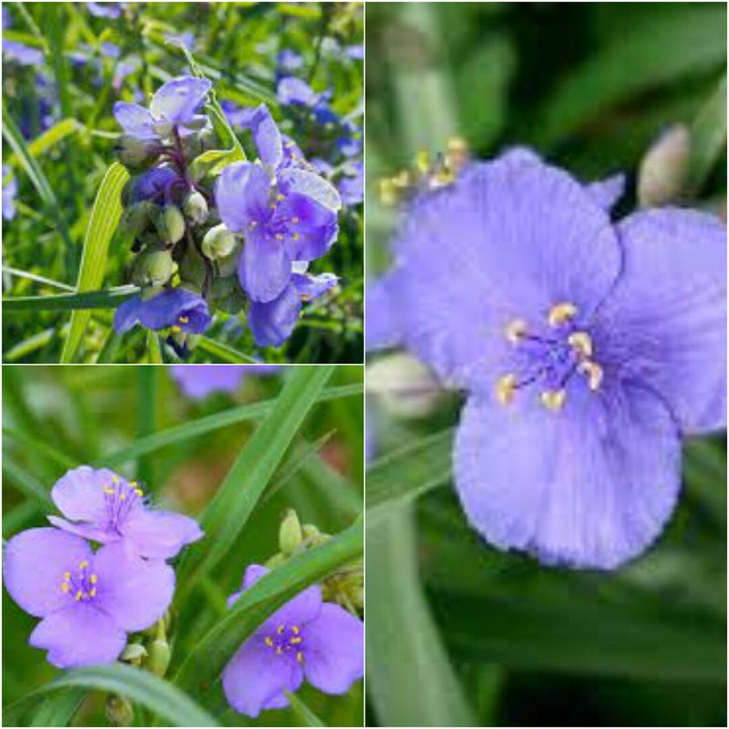 Semillas de flores blancas de Claytonia Sibirica para sembrar – crecimiento compacto – variedad tradicional y sin transgénicos, semillas para jardín doméstico