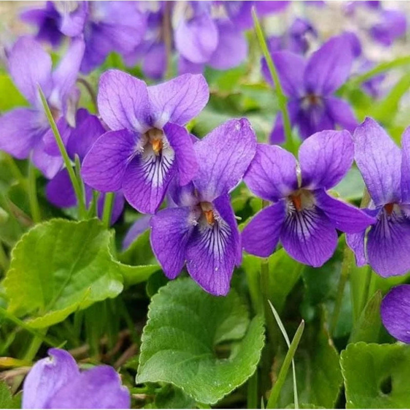 Graine de fleur violette English à semer, essentielle pour un jardin de style maison de campagne, variété traditionnelle et sans OGM, graines pour jardin familial